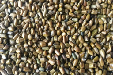 Cassia Tora Seed